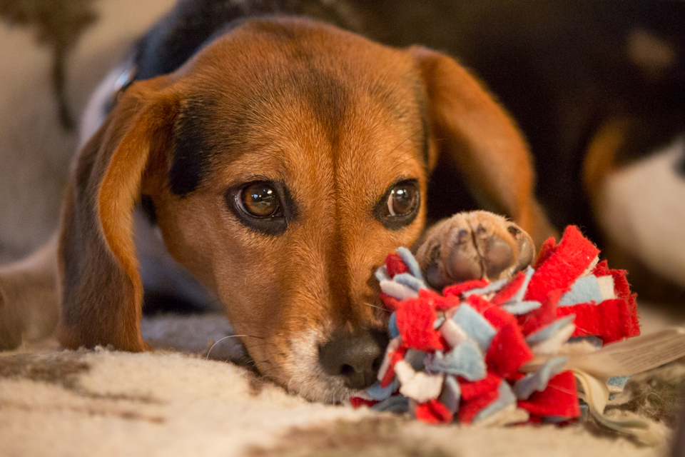 Christmas Toy