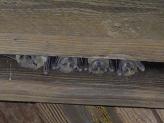 Bats in the Rafters