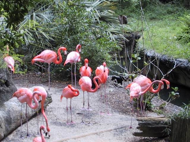 Flamingos in Flordia