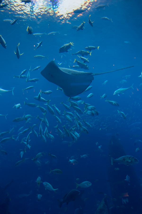 Deep Blue