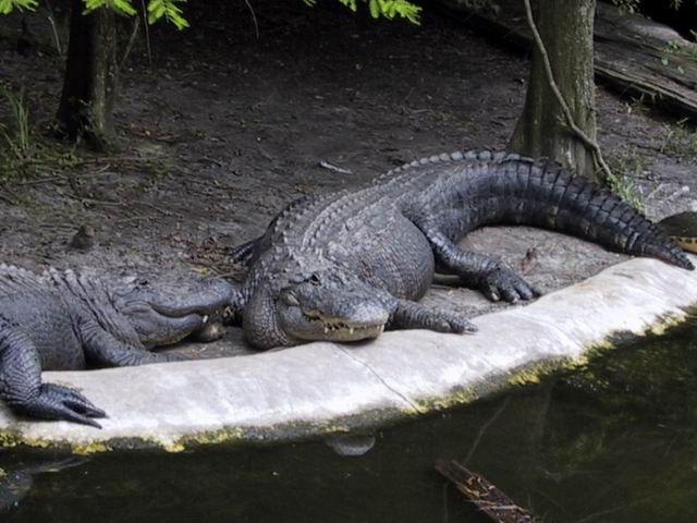 Flordia Gators