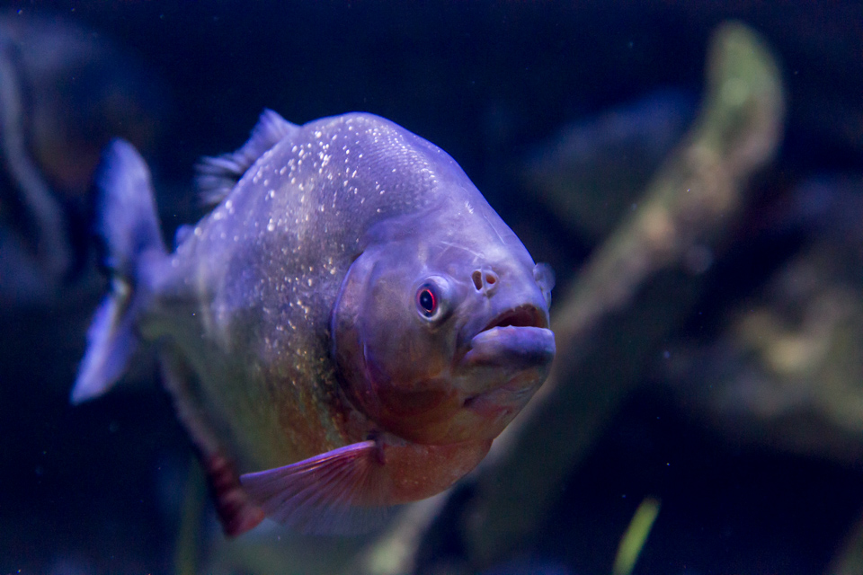Piranha