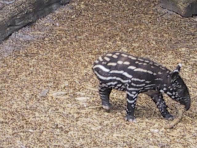 Little Malayan Tapir