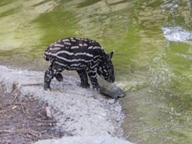 Little Malayan Tapir