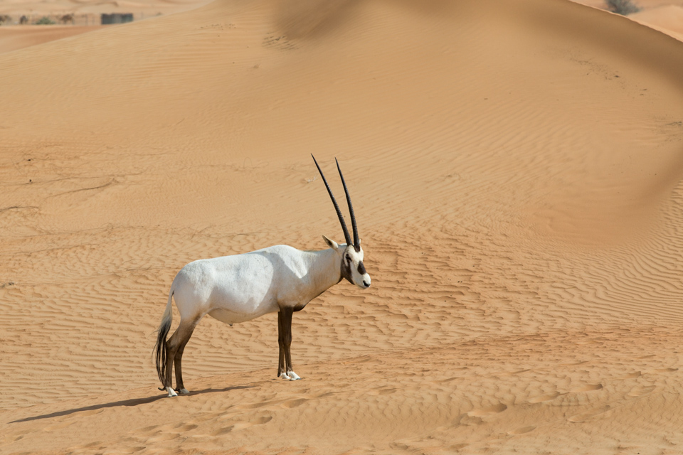 Desert Oryx 
