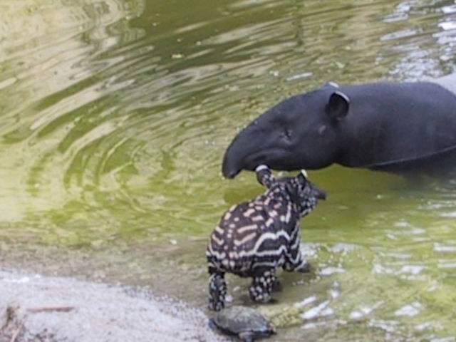 Little Malayan Tapir