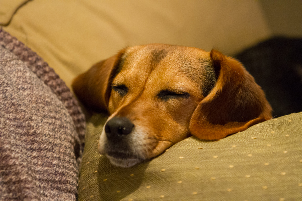 Snoozing