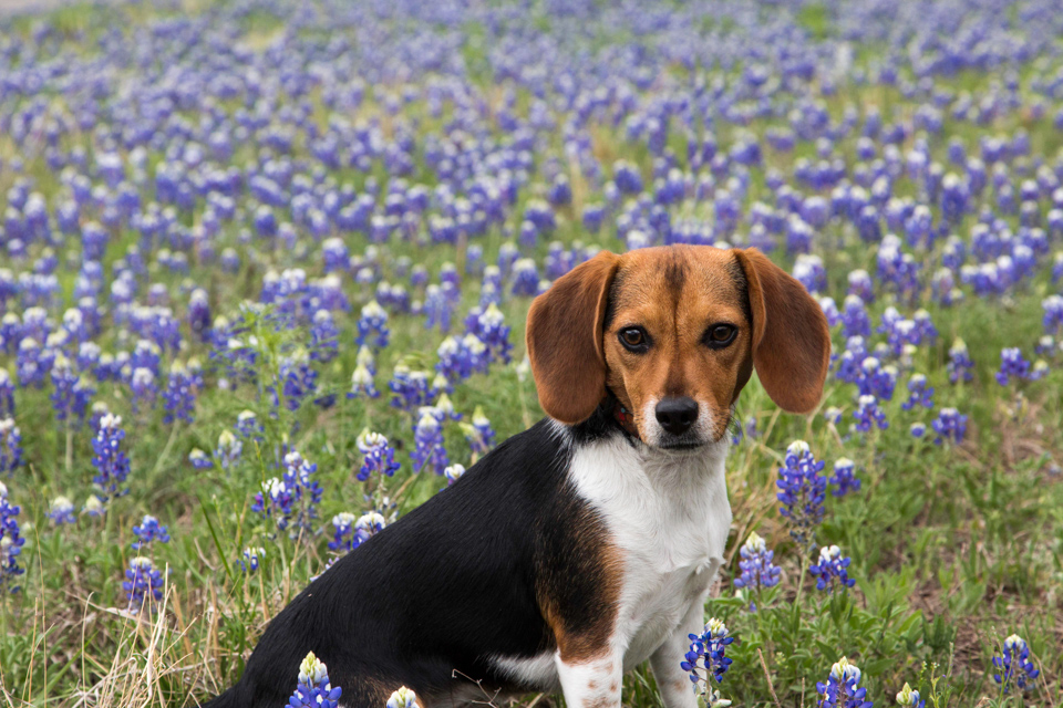 Bluebonnet Beagle