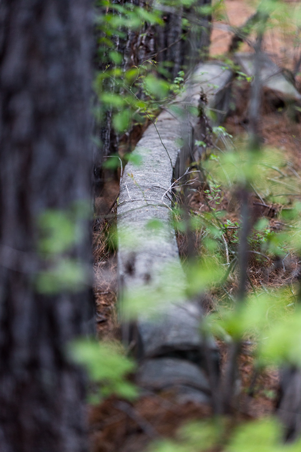 Forest Wall
