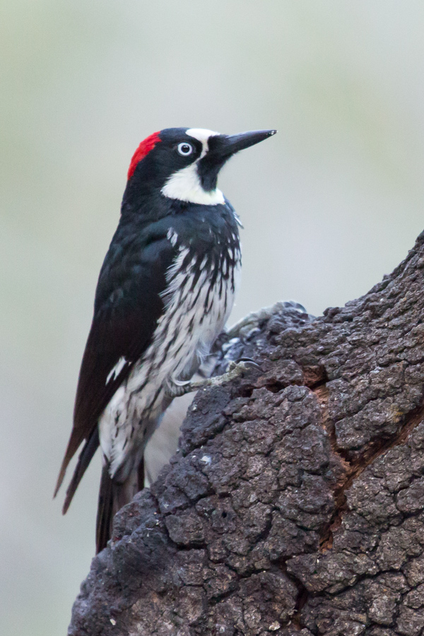 Woodpecker in Profile