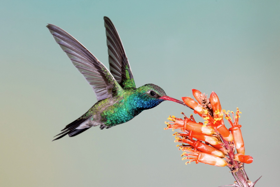 Pretty Hover