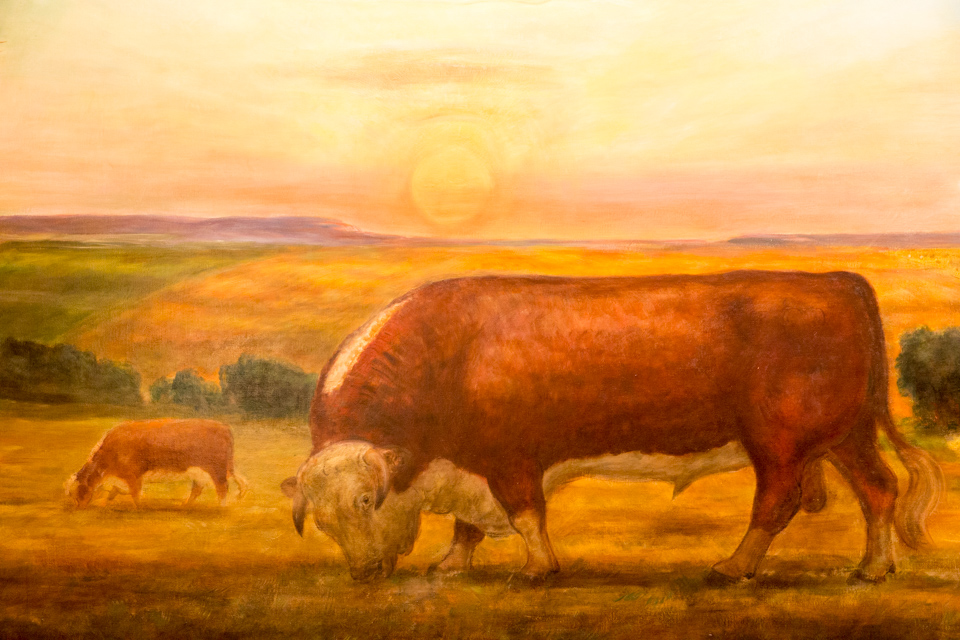 Kansas Cow