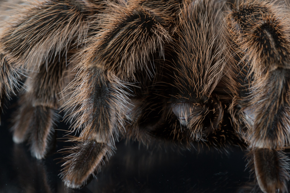 Spider!!