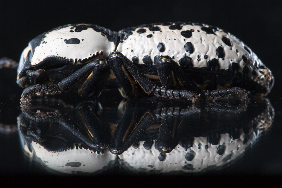 Ironclad Beetle 