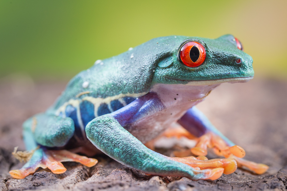 Colorful Creature
