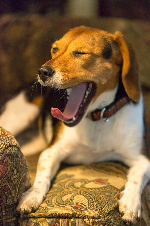 Sleepy Beagle