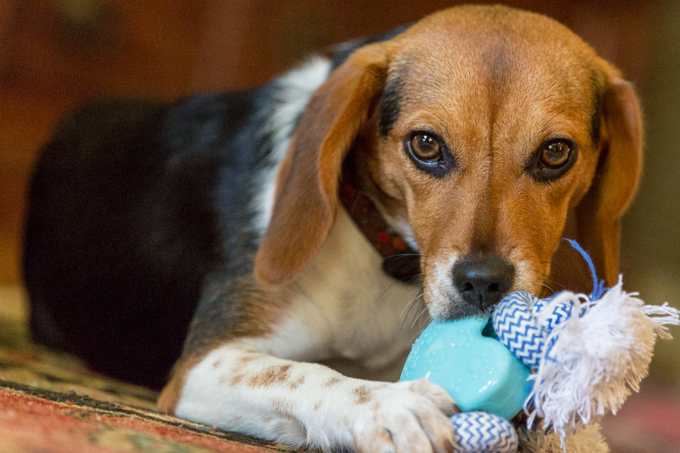 Chew Toy