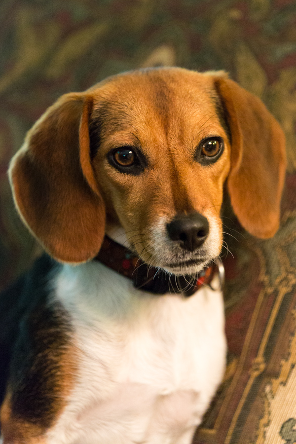 Serious Pup