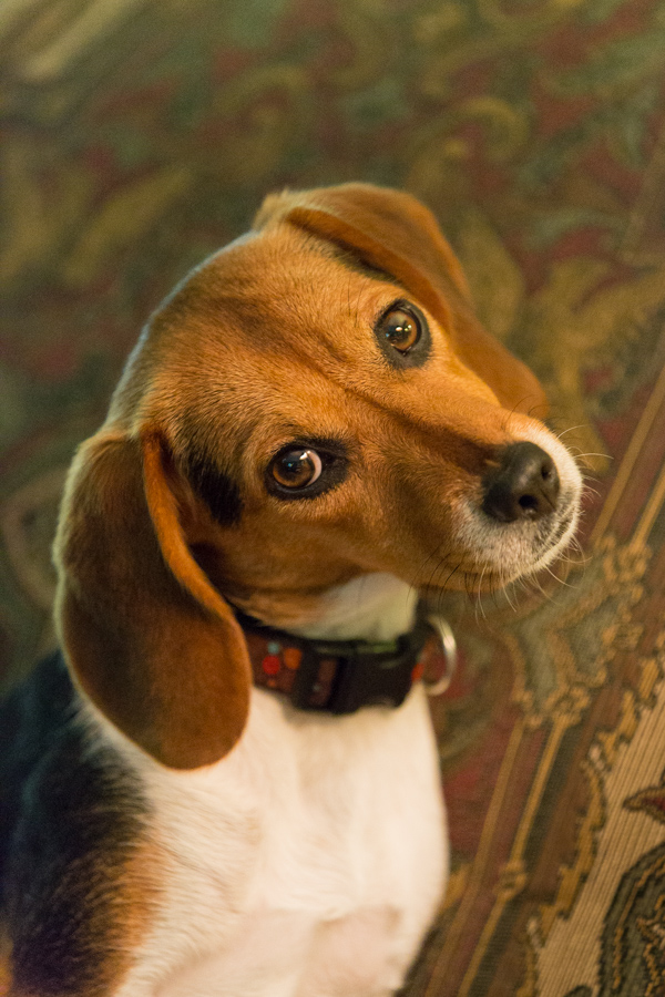 Puppy Look