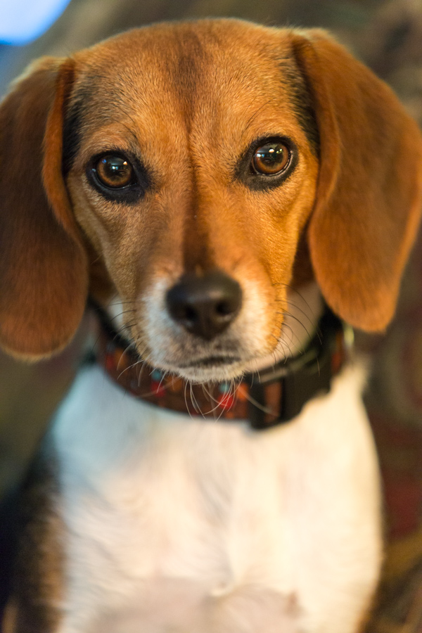 Beagle