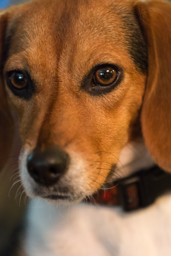 Beagle Portrait 