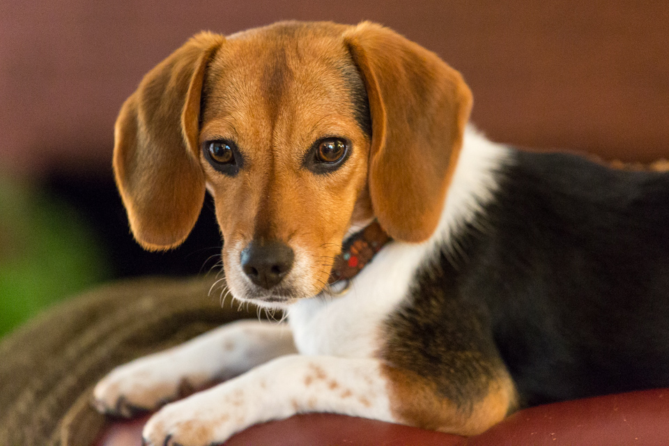 Little Beagle