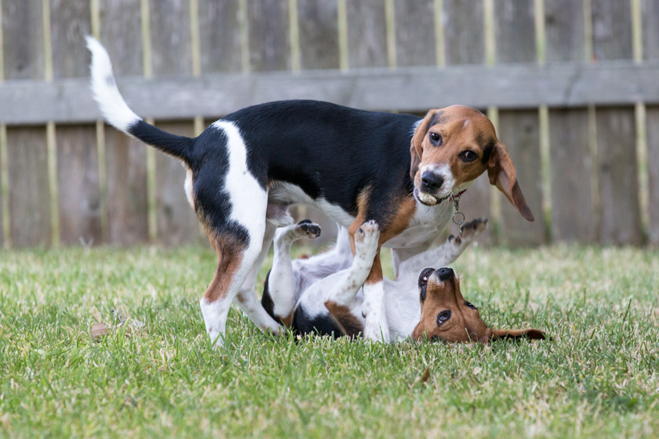 Wrestling over a Rock
