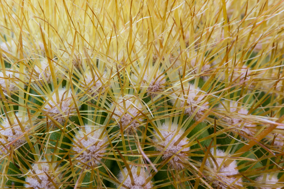 Did Someone Say Spines