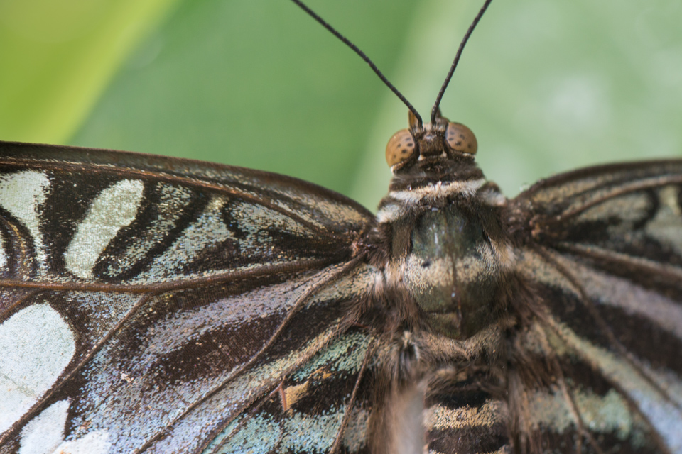 Brown Beauty