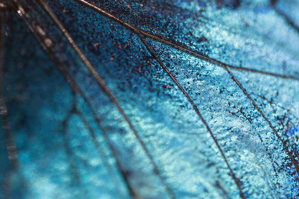Pretty in Blue