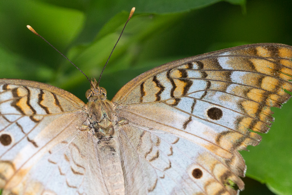 Wing Eyes