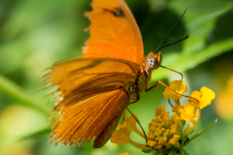 Ragged Wings