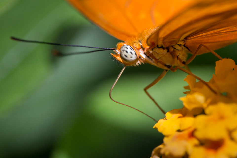 Butterfly Eating