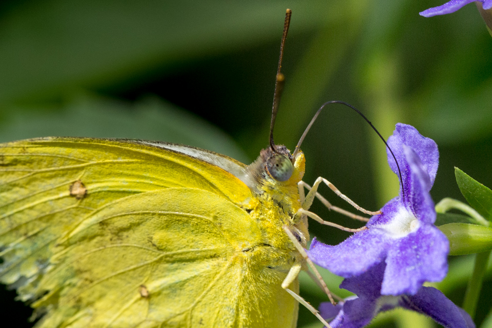 Yellow and Purple