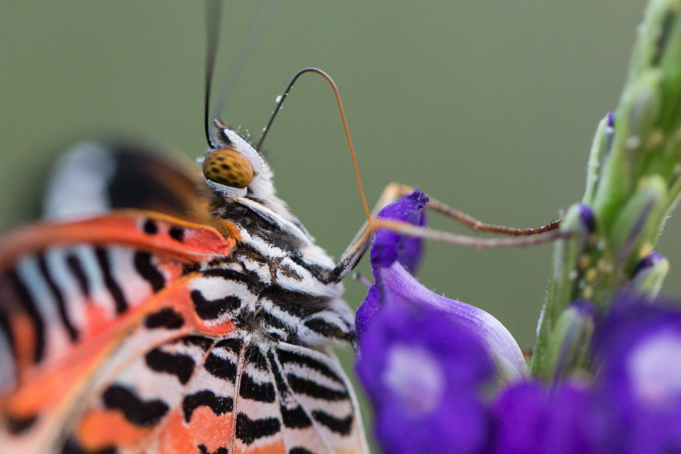 Eating Verticle