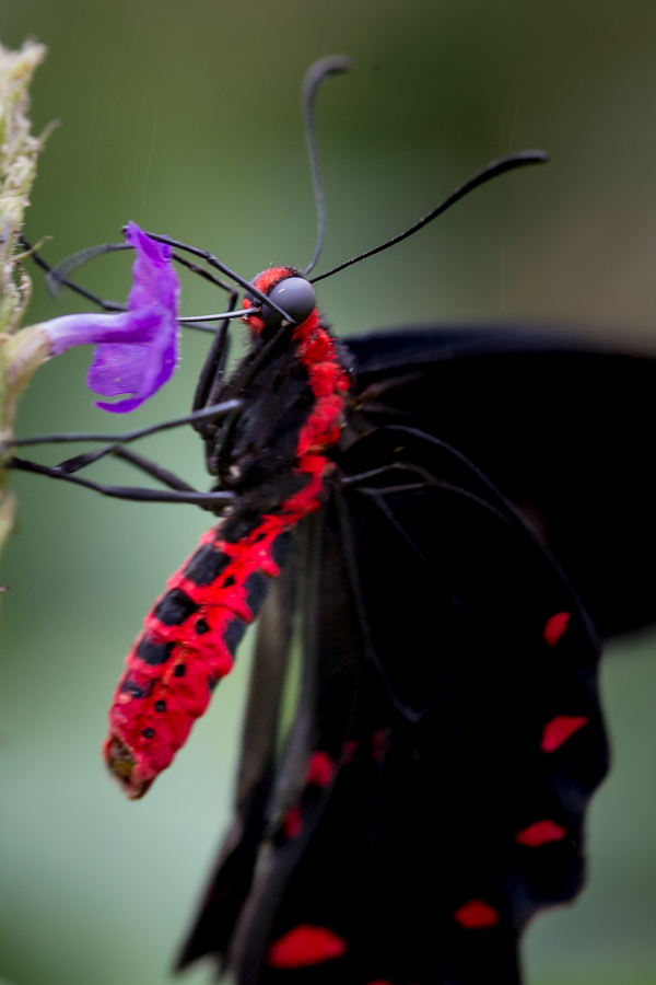 Butterfly Monster