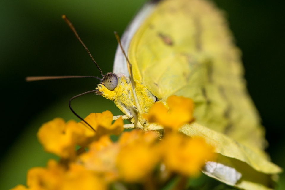 Yellow Butterfly