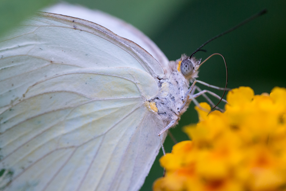 White Eyes