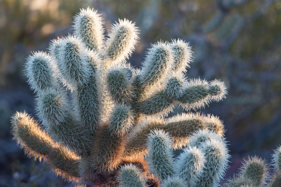 Cholla In Sun