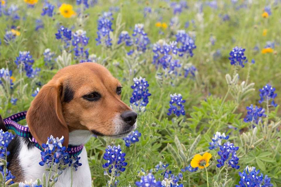 Smelling the Roses
