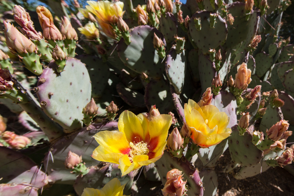 Prolific Prickly Pear