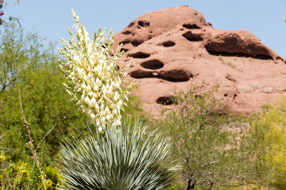 Papago Agave 