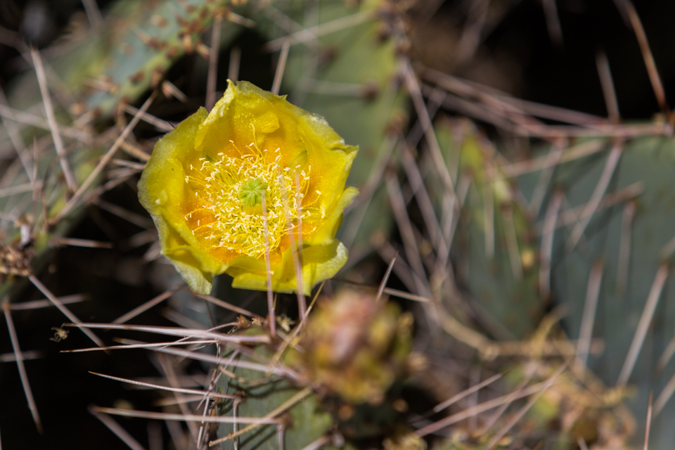 Yellow Beauty