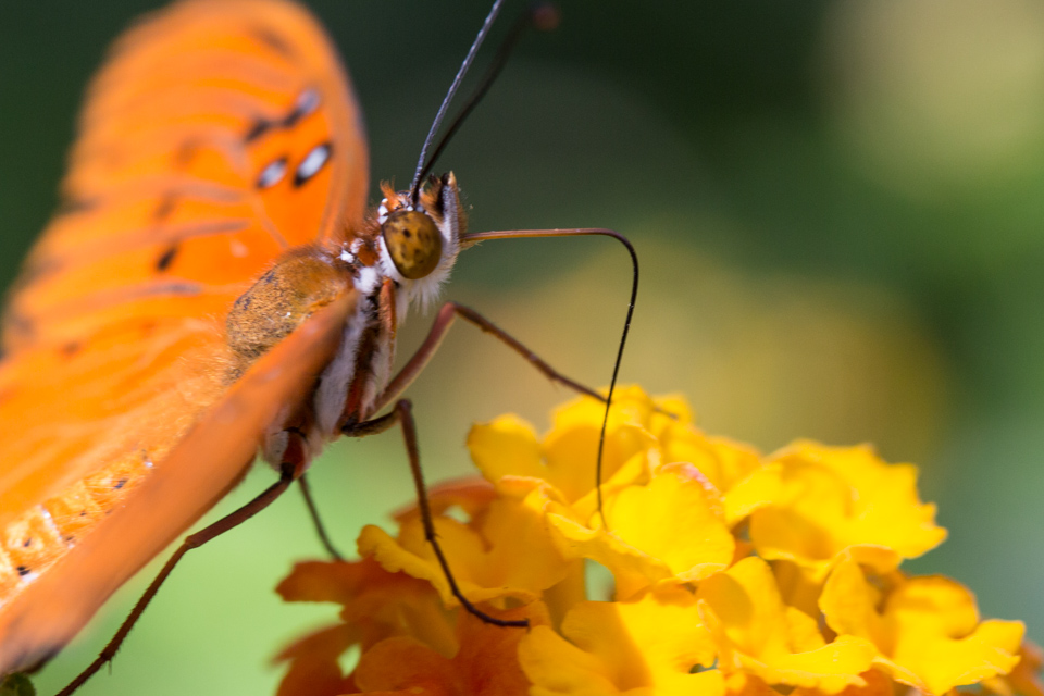 Lunch Flower