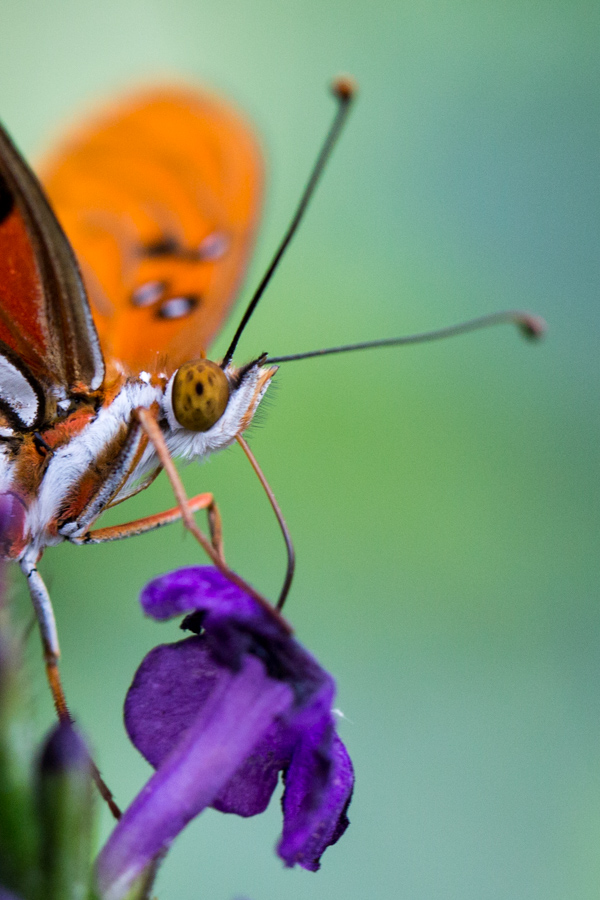 Purple Meal