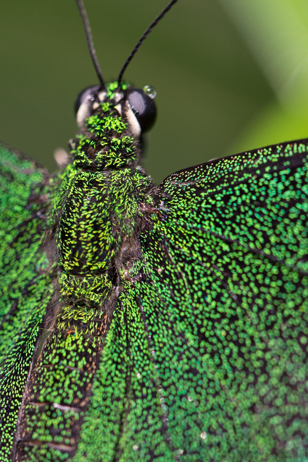 All Green
