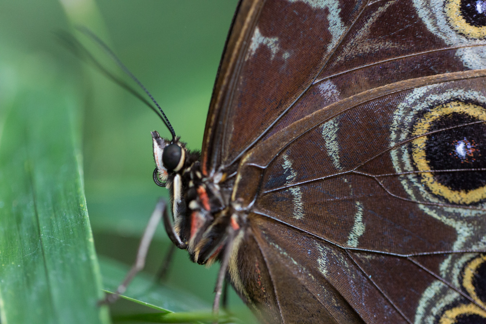 Eyes on Wings
