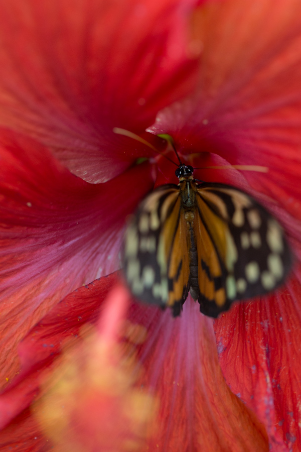 Deep in the Hibiscus 