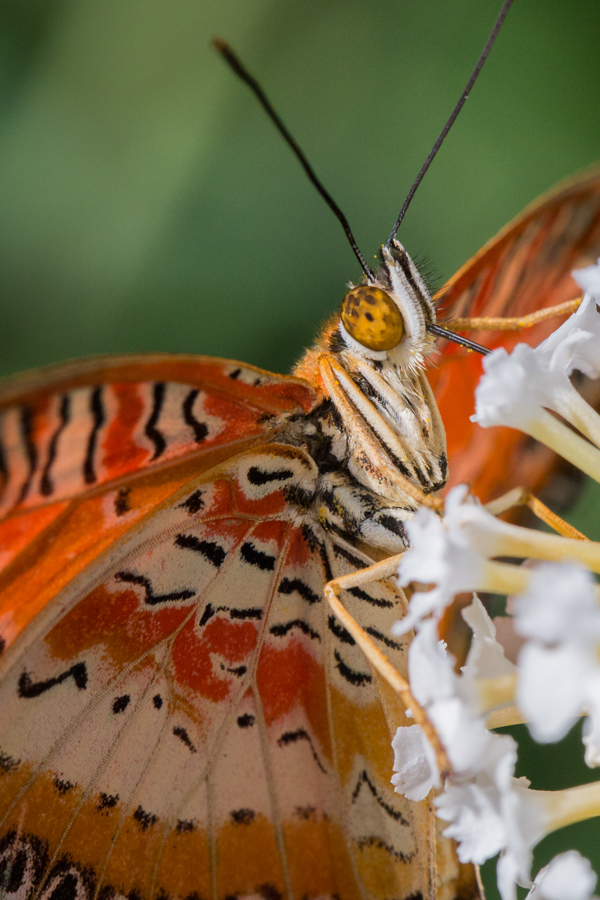 Feeding on White Flowers