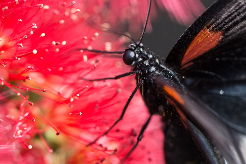 Black Beauty